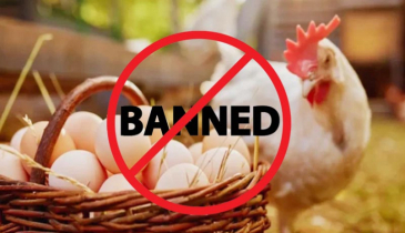 বাংলাদেশসহ ৪০ দেশ থেকে হাঁস-মুরগি ও ডিম আমদানি নিষিদ্ধ করল সৌদি