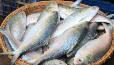 প্রথম চালানে সাড়ে ৩৭ টন ইলিশ গেলো ভারতে