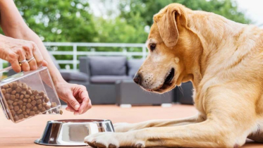 15 homemade delicious food for your favorite dog